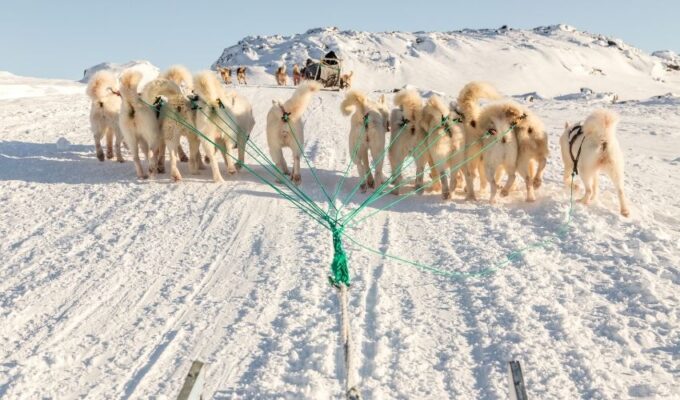 Chế Độ Dinh Dưỡng Cho Chó Greenland: Bí Quyết Nuôi Chó Khỏe Mạnh