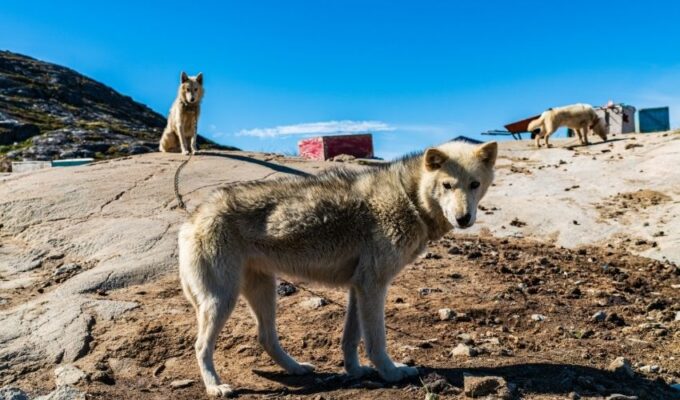 Cách chăm sóc chó Greenland mang thai hiệu quả nhất