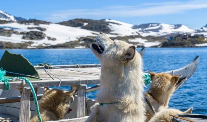 Cách nhân giống chó Greenland: 5 phương pháp hiệu quả và đơn giản